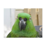 Panama Amazon Green Parrot postcard