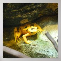 Panamanian Gold Frog Poster