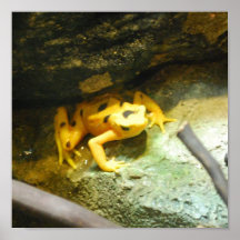 Panamanian Gold Frog Poster
