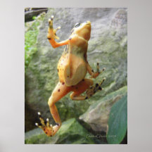Panamanian Golden Frog 1 Print