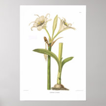 Pancratium calathinum print