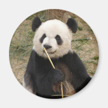 panda106 magnet