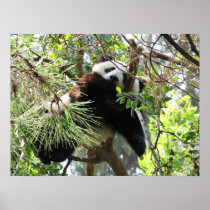Panda Baby Print