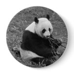 Panda Bear (black & white) buttons