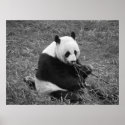 Panda Bear (black & white) posters