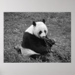 Panda Bear (black & white) posters