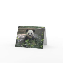 Panda Bear Blank Card