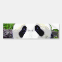 Panda Bear Bumper Sticker