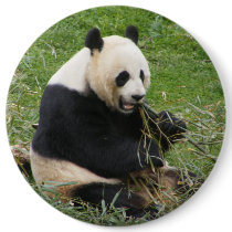 Panda Bear Pinback Button