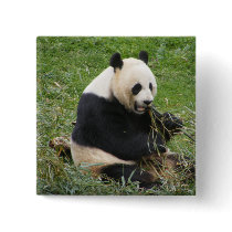 Panda Bear Pinback Buttons