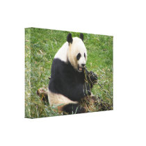 Panda Bear
