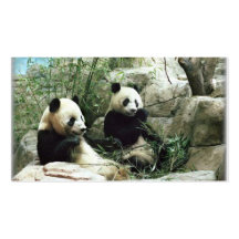Panda bear eating and playing business cards
