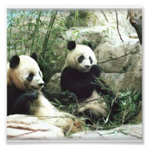 Panda bear eating and playing photograph