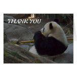 Panda Bear Eating Bamboo Thank You Card