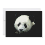 Panda Bear Invitation