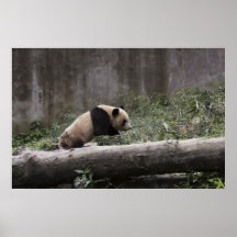 Panda bear large poster!