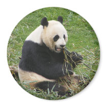 Panda Bear Magnet