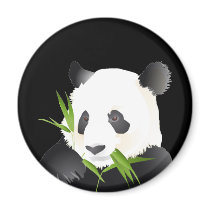 Panda Bear