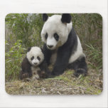 Panda Bear Momma with Cub Mouse Pad