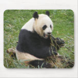 Panda Bear mousepads
