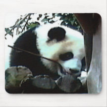 Panda bear mousepad
