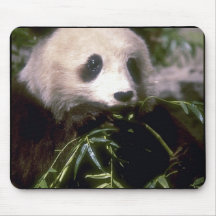 PANDA BEAR PHOTO MOUSEPADS