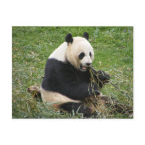 Panda Bear Post Card