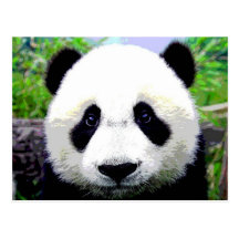 Panda Bear Postcard
