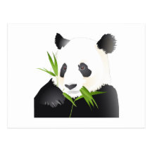 Panda Bear Postcard