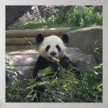 Panda Bear Poster