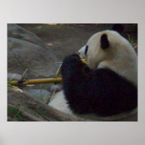 Panda bear poster