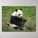 Panda Bear posters