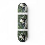 Panda Bear Skateboard