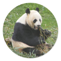 Panda Bear Round Stickers