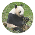 Panda Bear stickers