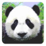 Panda Bear Square Sticker