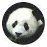 Panda Bear Stickers