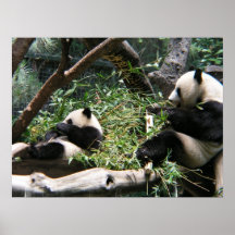 Panda Bears Poster Print
