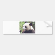 Panda Bumper Stickers