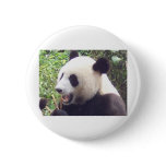 Panda buttons