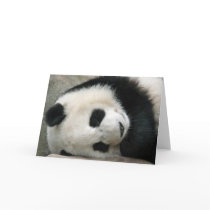 Panda Cards