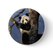 Panda Climber Pinback Buttons