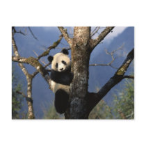 Panda Climber Postcards