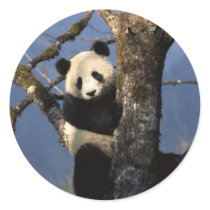 Panda Climber Round Stickers