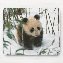 Panda cub on snow, Wolong, Sichuan, China 2 Mousepad