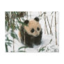 Panda cub on snow, Wolong, Sichuan, China 2 Postcard