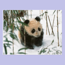 Panda cub on snow, Wolong, Sichuan, China 2 postcards