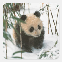 Panda cub on snow, Wolong, Sichuan, China 2 Stickers