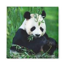 Panda Eating Leaves Refrigerator Magnet