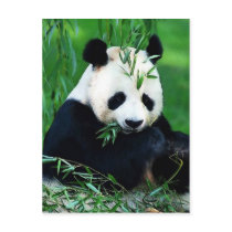 Panda Eating Leaves Postcards